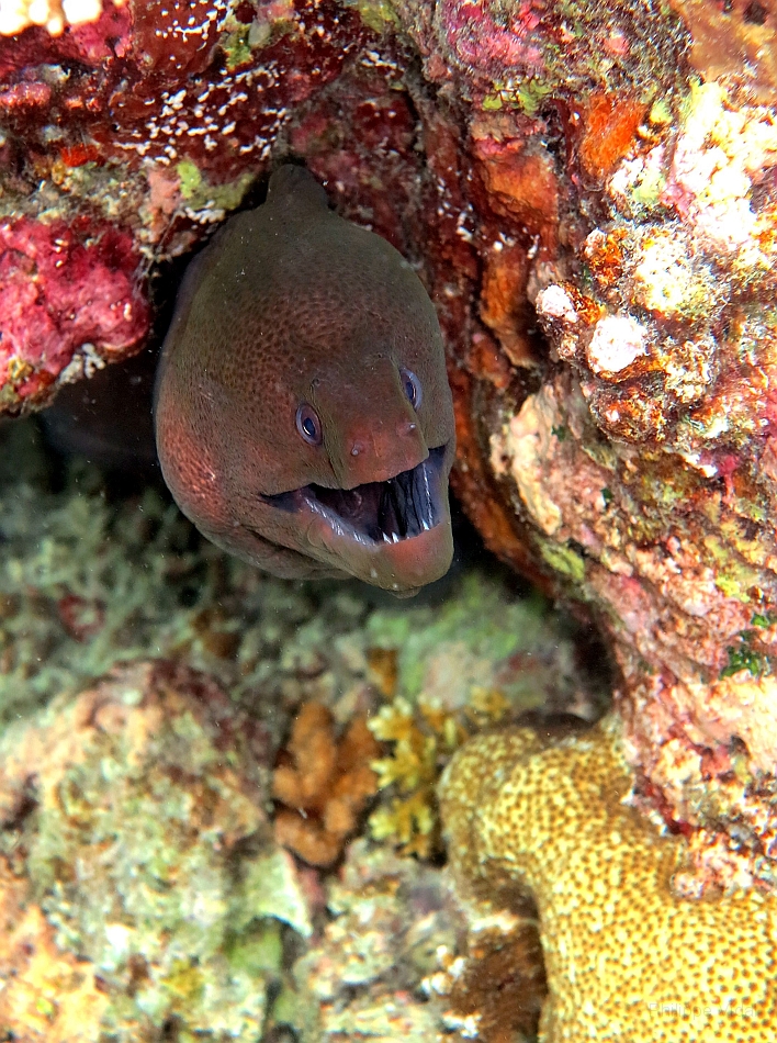 IMG_1440rf_Maldives_Madoogali_House reef_Murene javanaise_Gymnothorax javanicus.jpg